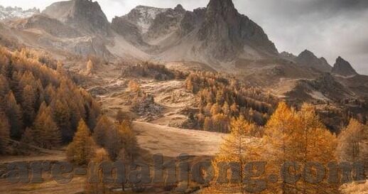森林舞会打平均分-森林舞会中的平均分艺术
